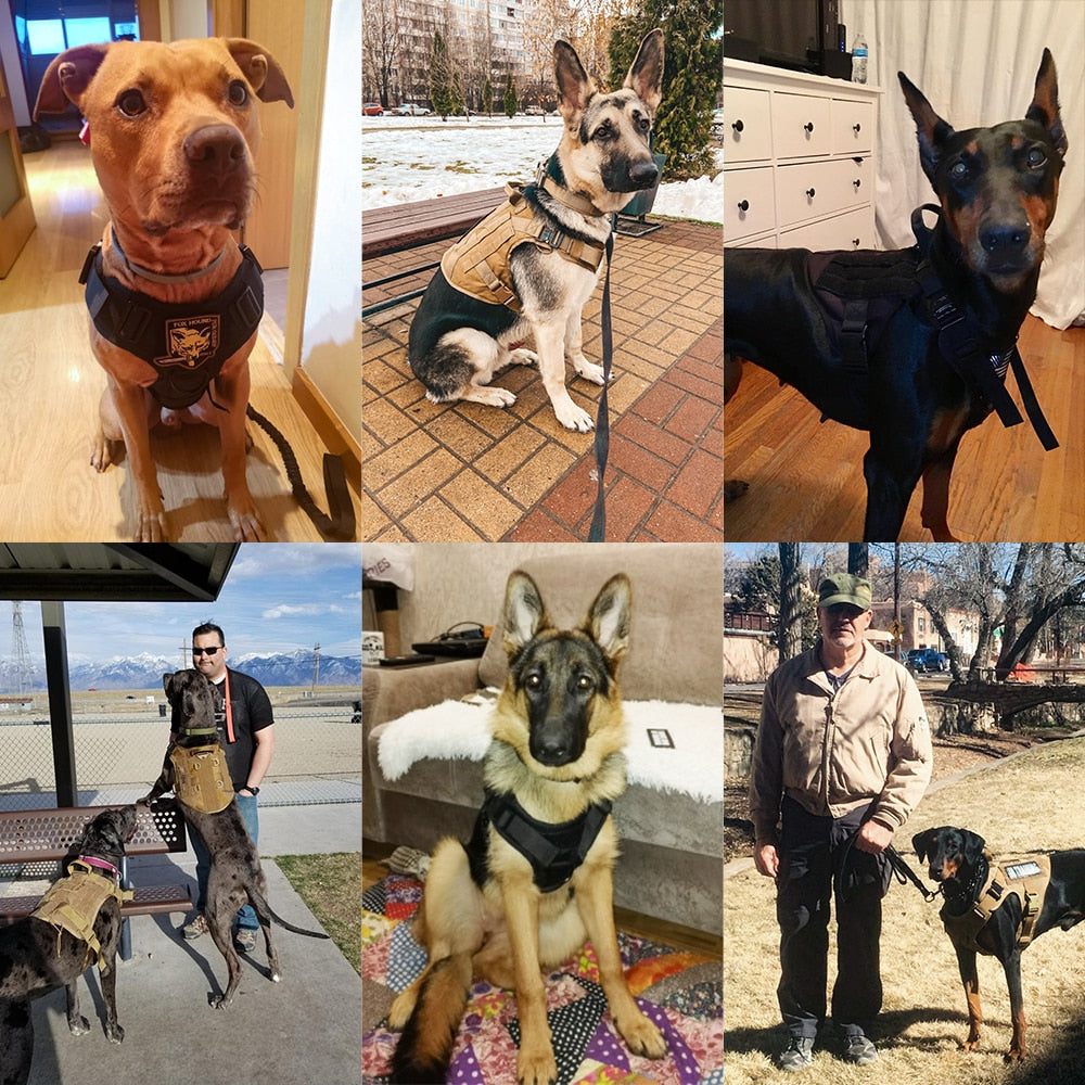 PetSafety®