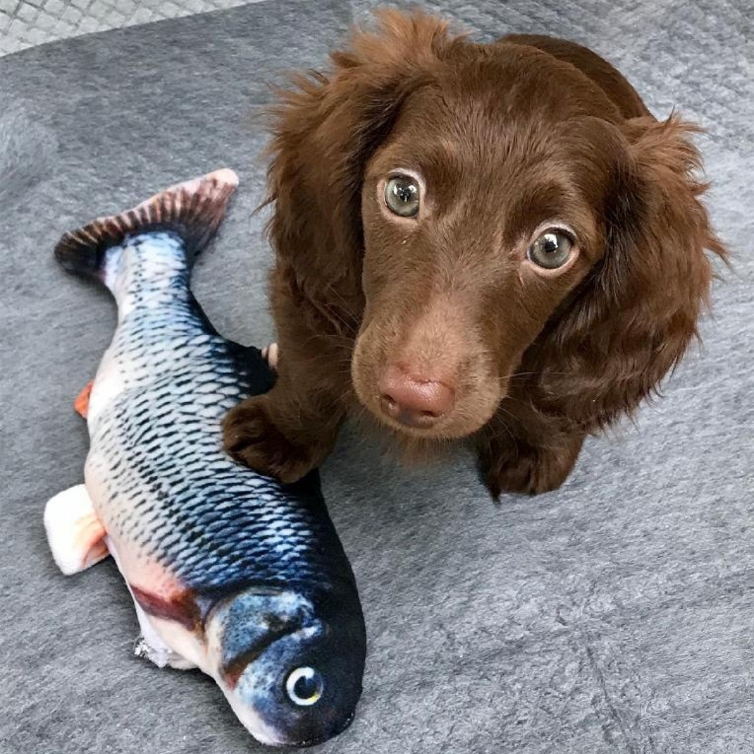 PetFun®